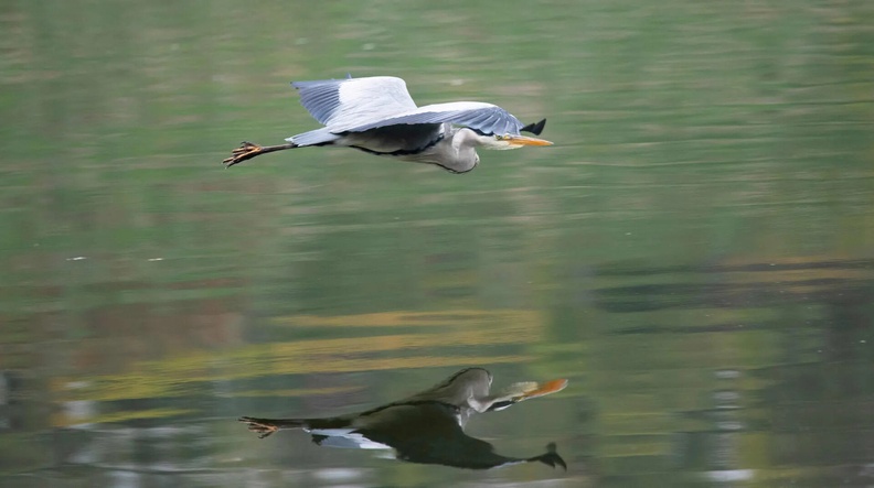 Grey Heron, Max-Eyth Lake, Stuttgart, Germany